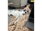 Adopt Callie a Black & White or Tuxedo Ragdoll / Mixed (short coat) cat in