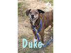 Adopt Duke a Brown/Chocolate - with Black Labrador Retriever / Mixed dog in
