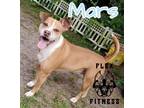 Adopt Mars a White - with Tan, Yellow or Fawn Boxer / Mixed dog in Crestview