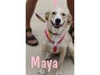 Adopt Maya a Tan/Yellow/Fawn Labrador Retriever / Mixed dog in Crestview