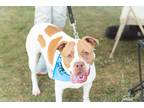Adopt Stella a White - with Tan, Yellow or Fawn Pit Bull Terrier / Mixed dog in