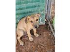 Adopt Manicotti a Shepherd (Unknown Type) / Mixed dog in Midland, TX (39400386)
