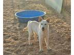 Adopt Edison a Shepherd (Unknown Type) / Mixed dog in Midland, TX (39400371)