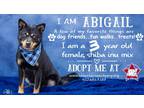 Adopt Abigail a Shiba Inu / Mixed dog in Midland, TX (39400370)
