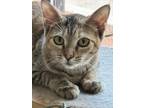Adopt Sugar a Domestic Shorthair / Mixed (short coat) cat in Midland