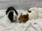 Adopt Parsley & Mint a Guinea Pig small animal in Fountain Valley, CA (39283034)