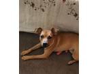 Adopt Dixie a Brown/Chocolate Mixed Breed (Medium) dog in Phoenix, AZ (39399411)