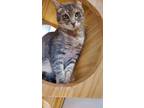 Adopt Gandalf a Domestic Shorthair / Mixed (short coat) cat in Heber
