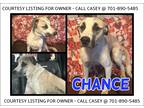 Adopt Chance - COURTESY LISTING a Tan/Yellow/Fawn - with Black Pit Bull Terrier