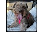 Adopt Roxie a Brown/Chocolate - with White Miniature Schnauzer / Mixed dog in