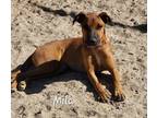 Adopt Mila a Tan/Yellow/Fawn Mixed Breed (Medium) / Mixed dog in Calexico