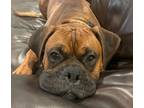 Adopt Gronk a Tan/Yellow/Fawn Boxer / Mixed dog in Davis, CA (39395067)
