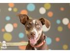 Adopt Ned a Brown/Chocolate - with Tan Australian Shepherd / Mixed dog in