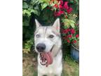 Adopt Foster a White - with Red, Golden, Orange or Chestnut Husky / Mixed dog in