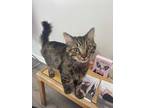 Adopt Milo a Brown Tabby Domestic Mediumhair (medium coat) cat in Mount Royal