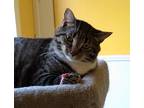 Adopt Bernie a Brown or Chocolate (Mostly) Domestic Shorthair cat in