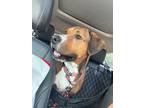 Adopt Frida (Foster Needed) a Hound (Unknown Type) / Boxer / Mixed dog in