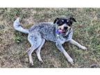 Adopt Rigby! a Merle Cattle Dog / Terrier (Unknown Type, Medium) / Mixed dog in