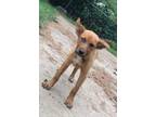 Adopt Stella a Brown/Chocolate German Shepherd Dog / Husky / Mixed dog in