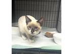 Adopt Penny a Cream or Ivory Siamese cat in Whiteville, NC (39390159)