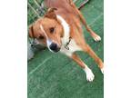 Adopt Red a Red/Golden/Orange/Chestnut - with White Mixed Breed (Large) / Mixed