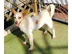 Adopt Dan a Tan/Yellow/Fawn Fox Terrier (Wirehaired) / Mixed dog in