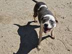 Adopt Nikki a White - with Gray or Silver Pit Bull Terrier / Mixed dog in