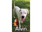 Adopt Alvin a White Dogo Argentino / Mixed dog in Tampa, FL (39389585)