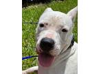 Adopt Magnolia a White Dogo Argentino / Mixed dog in Tampa, FL (39389458)