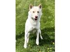 Adopt Aurora a White Siberian Husky / Mixed dog in Muscatine, IA (39385904)