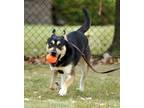 Adopt Apollo a Black - with Tan, Yellow or Fawn Rottweiler / Mixed Breed (Large)