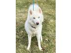 Adopt Arctic a White Siberian Husky / Mixed dog in Muscatine, IA (39385892)