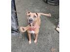 Adopt Maple a Brown/Chocolate - with White Staffordshire Bull Terrier dog in