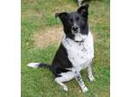 Adopt Joey a Black - with White Border Collie / Pointer / Mixed dog in Harrison