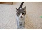 Adopt Magnolia a Gray or Blue (Mostly) Domestic Shorthair / Mixed cat in New