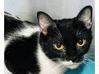 Adopt Zaria a Domestic Shorthair / Mixed (short coat) cat in Crystal Lake