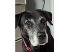 Adopt Tito a Black Labrador Retriever / Mixed dog in Evergreen, CO (39383886)