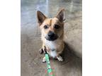 Adopt Daesuk a Tan/Yellow/Fawn Mixed Breed (Small) / Mixed dog in Toronto