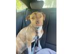 Adopt Harris a Tan/Yellow/Fawn - with White Pit Bull Terrier / Mixed dog in San