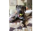 Adopt Gary Cooper a Gray/Silver/Salt & Pepper - with Black Pit Bull Terrier /