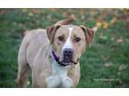 Adopt Rj a Brown/Chocolate - with Tan Mixed Breed (Large) / Mixed dog in Portage