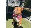 Adopt Cheeto a White - with Brown or Chocolate Pit Bull Terrier / Mixed dog in