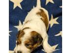 Wire Fox Terrier Puppy for sale in Cape Girardeau, MO, USA