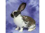 Adopt Snickerdoodle a Black English Spot / Mixed (short coat) rabbit in Antioch