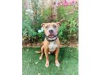 Adopt Hicks a Tan/Yellow/Fawn - with White Pit Bull Terrier / Mixed dog in San