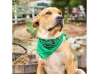 Adopt Simon a Tan/Yellow/Fawn - with White Labrador Retriever / Mixed dog in