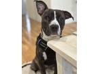 Adopt Wick a Brindle - with White Pit Bull Terrier / Boxer / Mixed dog in San