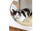 Adopt Sina a Gray or Blue (Mostly) Domestic Shorthair (short coat) cat in