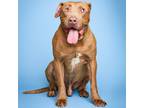 Adopt Peanut a Red/Golden/Orange/Chestnut Pit Bull Terrier / Mixed dog in San
