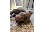 Adopt Grady a Tan/Yellow/Fawn - with White Pit Bull Terrier / Mixed dog in